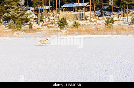 Hund, gekleidet in Wintermantel spielen auf Eis Stockfoto