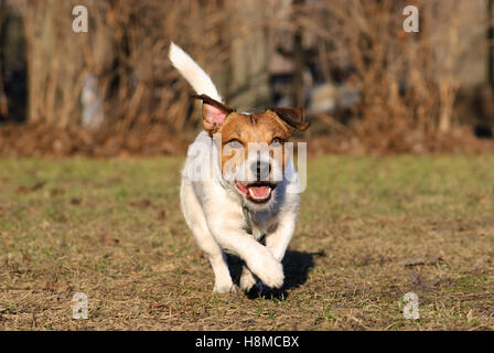 Braune und weiße aktiver Hund spielen im Frühlingspark von Leine Stockfoto