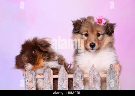 Shetland Sheepdog. Welpen (6 Wochen alt) und eine langhaarige Meerschweinchen hinter einem Zaun. Studio Bild vor einem rosa Hintergrund Stockfoto