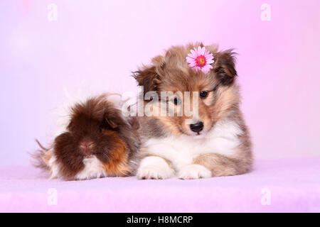 Shetland Sheepdog. Welpen (6 Wochen alt) und eine langhaarige Meerschweinchen nebeneinander liegen. Studio Bild gegen ein rosa Stockfoto