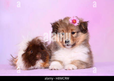 Shetland Sheepdog. Welpen (6 Wochen alt) und eine langhaarige Meerschweinchen nebeneinander liegen. Studio Bild gegen ein rosa Stockfoto