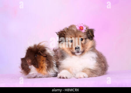 Shetland Sheepdog. Welpen (6 Wochen alt) und eine langhaarige Meerschweinchen nebeneinander liegen. Studio Bild gegen ein rosa Stockfoto