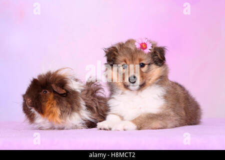 Shetland Sheepdog. Welpen (6 Wochen alt) und eine langhaarige Meerschweinchen nebeneinander liegen. Studio Bild gegen ein rosa Stockfoto