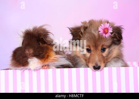 Shetland Sheepdog. Welpen (6 Wochen alt) und eine langhaarige Meerschweinchen sitzen in einer Pin-weiß gestreiften Box. Studio Bild Stockfoto