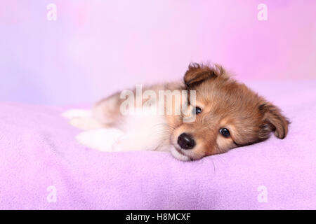 Shetland Sheepdog. Welpen (6 Wochen alt) auf einem rosa Decke liegen. Studio Bild vor einem rosa Hintergrund Stockfoto