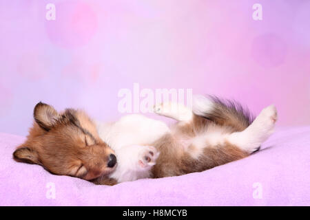 Shetland Sheepdog. Welpen (6 Wochen alt) auf einem rosa Decke schlafen. Studio Bild vor einem rosa Hintergrund Stockfoto