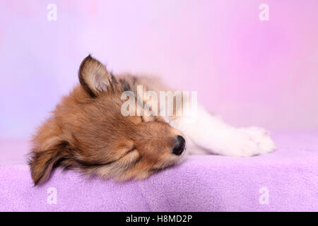 Shetland Sheepdog. Welpen (6 Wochen alt) auf einem rosa Decke schlafen. Studio Bild vor einem rosa Hintergrund Stockfoto