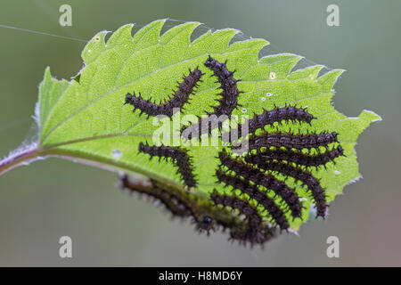 Karte-Schmetterling (Araschnia Levana). Raupen auf Nesselblatt. Deutschland Stockfoto