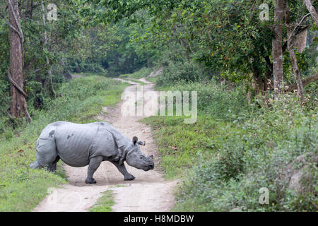 Indische Nashorn (Rhinoceros Unicornis). Erwachsenen eine Staub-Straße überqueren. Kaziranga Nationalpark, Indien Stockfoto