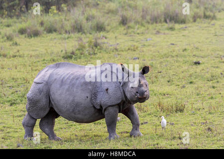 Indische Nashorn (Rhinoceros Unicornis). Erwachsener mit Kuhreiher (Bubulcus Ibis) auf dem Rasen. Kaziranga Nationalpark, Indien Stockfoto