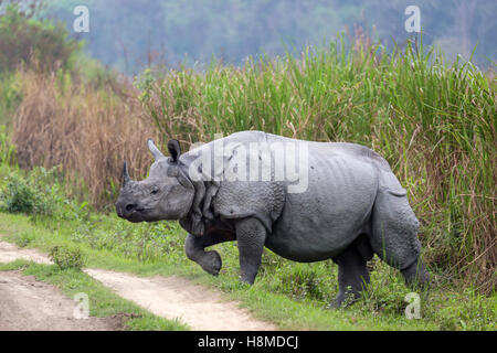 Indische Nashorn (Rhinoceros Unicornis). Erwachsenen eine Staub-Straße überqueren. Kaziranga Nationalpark, Indien Stockfoto