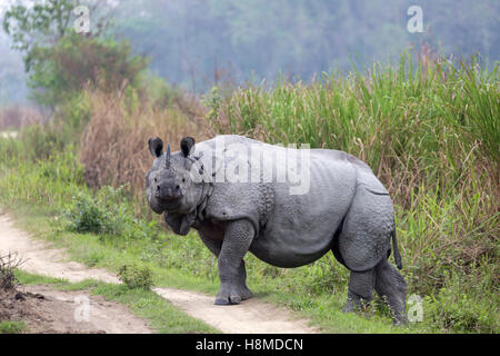 Indische Nashorn (Rhinoceros Unicornis). Erwachsenen eine Staub-Straße überqueren. Kaziranga Nationalpark, Indien Stockfoto