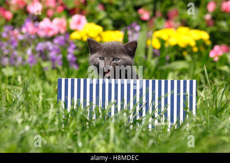 Europäisch Kurzhaar. Kätzchen (6 Wochen alt) in einer blau-weiß gestreiften Box in einem Garten, miauen. Deutschland Stockfoto