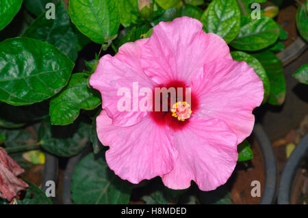 Rosa Hibiskus Blume, Pune Stockfoto
