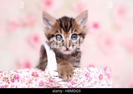 Europäisch Kurzhaar. Tabby Kitten in einem Warenkorb gesehen vor einem hellen Hintergrund mit Kirsche Blumendruck. Deutschland Stockfoto