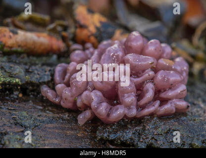 Lila Jellydisc (Ascocoryne Sarcoides) Pilze wachsen auf verrottendem Holz. Stockfoto