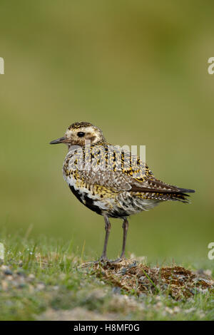 Europäischen Golden Plover Pluvialis Apricaria Männchen im Sommer Gefieder Stockfoto