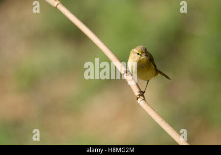 Gemeinsamen Zilpzalp, Phylloscopus Collybita in einem Garten. Spanien. Stockfoto