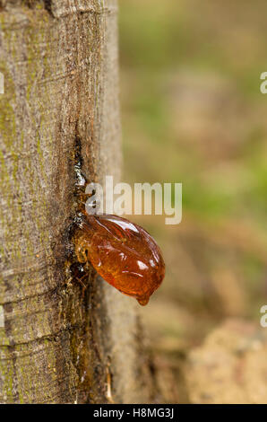 Solide Baumharz auf Stamm von Mimosen, Acacia Dealbata, Baum. Spanien. Stockfoto