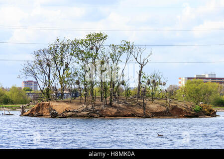 Kormoran Nester auf einer der Inseln auf der Walthamstow Stauseen, London, UK Stockfoto