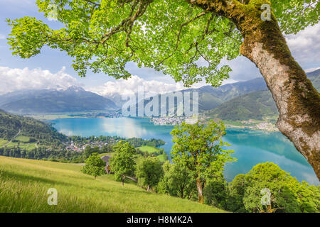 Schöne Bergwelt der Alpen mit klaren See und Wiesen voller blühender Blumen im Sommer, Zell am See, Österreich Stockfoto