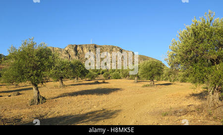 Sonne über Olivenbäume im Hain in der Nähe von Alora, Andalusien Stockfoto