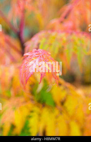 Rhus X pulvinata "Rote Herbst Spitze".  Sumach "Rot Herbst Spitze" verlässt Farbwechsel im Herbst Stockfoto
