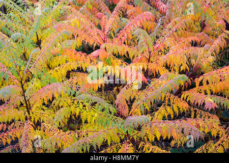 Rhus X pulvinata "Rote Herbst Spitze".  Sumach "Rot Herbst Spitze" verlässt Farbwechsel im Herbst Stockfoto