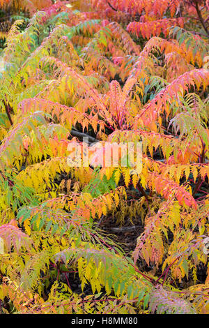 Rhus X pulvinata "Rote Herbst Spitze".  Sumach "Rot Herbst Spitze" verlässt Farbwechsel im Herbst Stockfoto