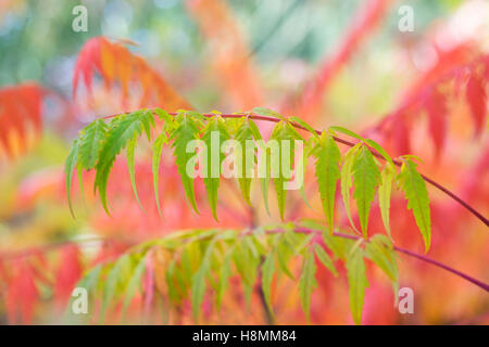 Rhus X pulvinata "Rote Herbst Spitze".  Sumach "Rot Herbst Spitze" verlässt Farbwechsel im Herbst Stockfoto