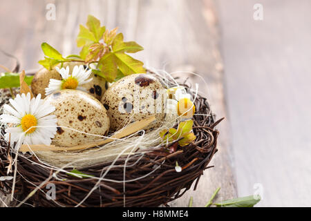 Wachteleier im Nest. Stockfoto