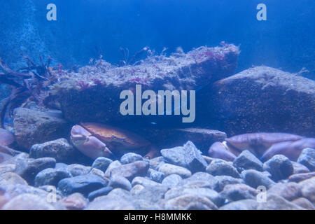 Krabben Sie in Lofoten Museum Aquarium, Lofoten Inseln, Norwegen, Stockfoto