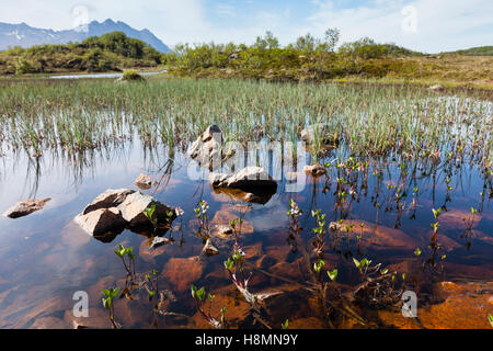 Wasserpflanzen. Lofoten Wildblumen. Buckbean - Menyanthes - Lofoten Islands, Norwegen. Stockfoto