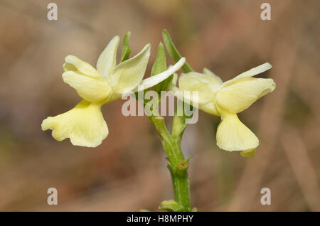 Roman Orchidee - Dactylorhiza Romana Closeup in Zypern Kiefernwald Stockfoto