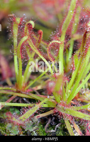 Kap-Sonnentau - Drosera Capensis Carnivorous Pflanzen vom Kap in Südafrika Stockfoto