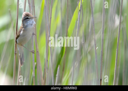 Große Reed Watbler (Acrocephalus Arundinaceus) singen in einem Schilfbeetes, Donaudelta, Rumänien. Stockfoto