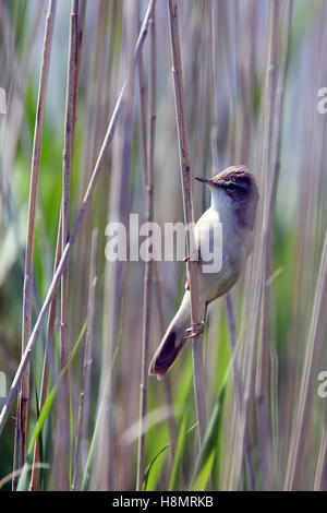 Große Reed Watbler (Acrocephalus Arundinaceus) thront auf einem Reed, Donaudelta, Rumänien. Stockfoto