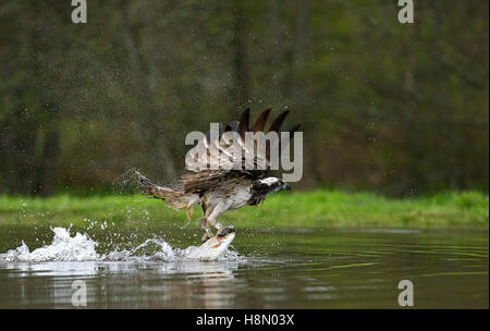 Fischadler EJ, der eine Forelle von einer Fischfarm hebt, Rothimurcus, Aviemore, Schottland, Großbritannien. Stockfoto