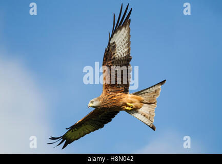 Red Kite Wings, die in den Himmel ragten, Gigrin Farm, Rhayader, Powys, Wales, VEREINIGTES KÖNIGREICH. Stockfoto