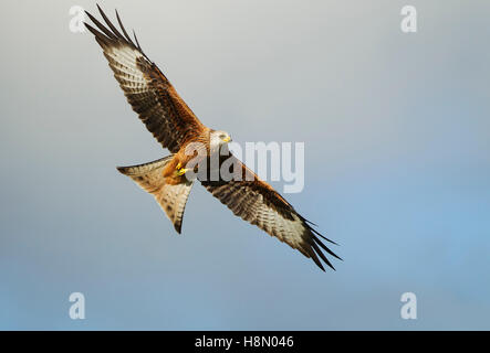 Red Kite Wings, ausgestreckt in den Himmel, Gigrin Farm, Rhayader, Powys, Wales, VEREINIGTES KÖNIGREICH. Stockfoto