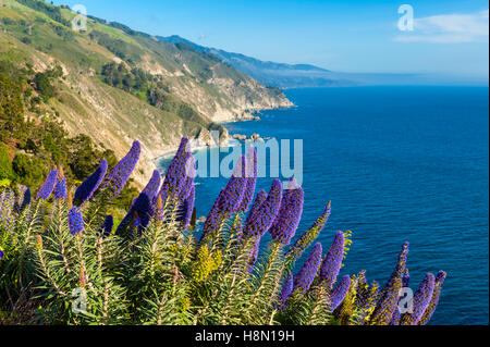 Blühende Blumen in Big Sur, Kalifornien Stockfoto