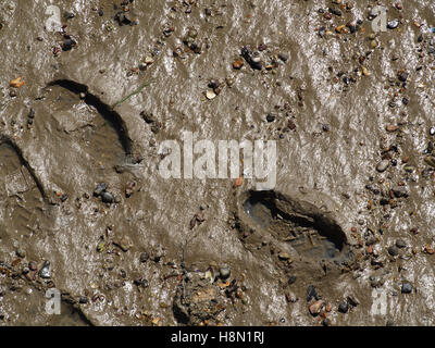 Spuren im Schlamm an Weston Parade, Woolston, Southampton, Hampshire, UK Stockfoto