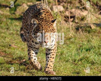 Sri Lanka-Leoparden Streifen Stockfoto