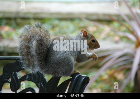 Freundliche Eichhörnchen kommen, um das Haus für Lebensmittel Stockfoto