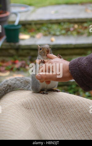 Freundliche Eichhörnchen kommen, um das Haus für Lebensmittel Stockfoto