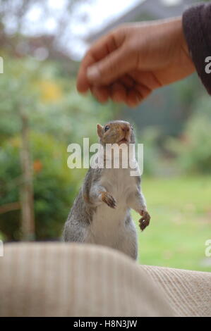 Freundliche Eichhörnchen kommen, um das Haus für Lebensmittel Stockfoto