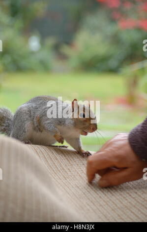 Freundliche Eichhörnchen kommen, um das Haus für Lebensmittel Stockfoto