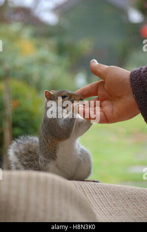 Freundliche Eichhörnchen kommen, um das Haus für Lebensmittel Stockfoto