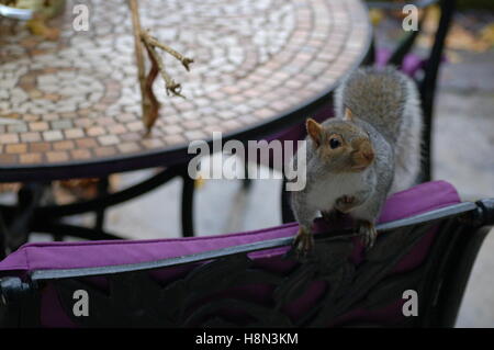 Freundliche Eichhörnchen kommen, um das Haus für Lebensmittel Stockfoto