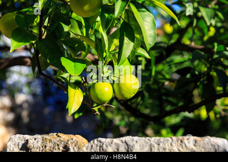 Reife Orangen am Baum hängen über einer Steinmauer Stockfoto